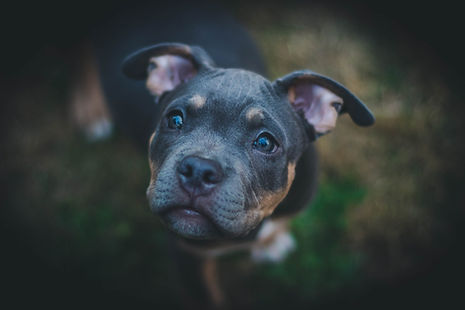 Portrait of a puppy.