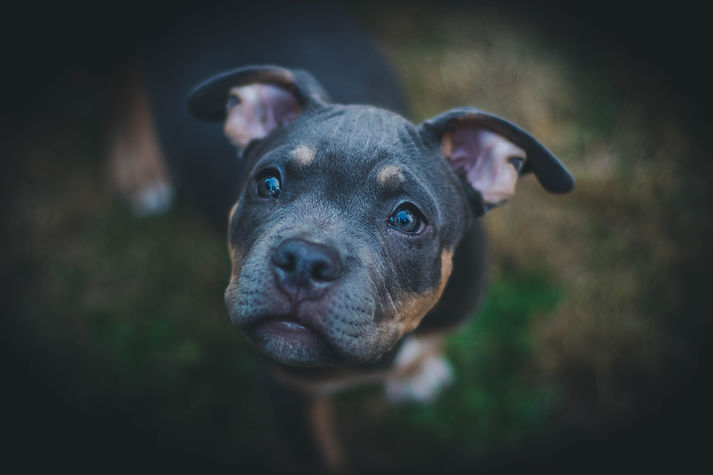 Dog Portrait