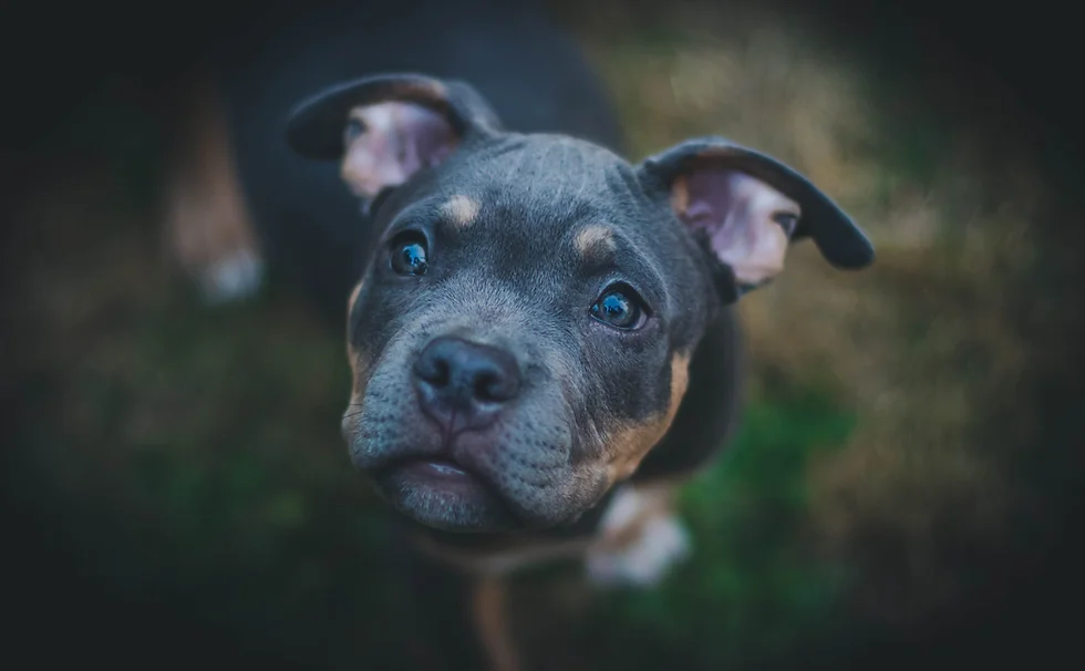 spca albrecht center