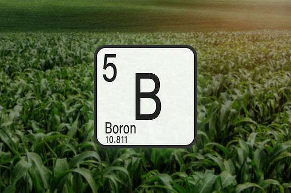 Why-Boron_EDIT.jpg
