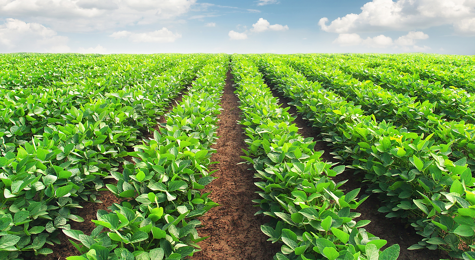 Soybean-Field_Contact-BG.png
