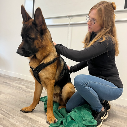 Ostéopathie canine