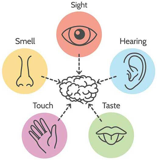 We must assume that the original Progenitor of all conscious living beings- already possessed at least 1 of the 5 senses. in its existing physiology.
