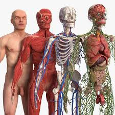 To all intents and purposes-the 3-dimensional space occupied by the individual water molecules which comprise our body - defines the precise shape, form and physiology of the body itself.