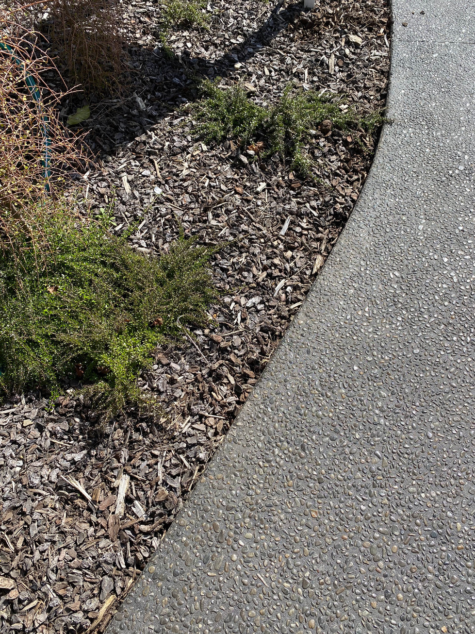Exposed Awatoto Pebble, with 10kg black oxide. Concrete sealed. Driveway.
