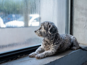 El estrés en perros y gatos