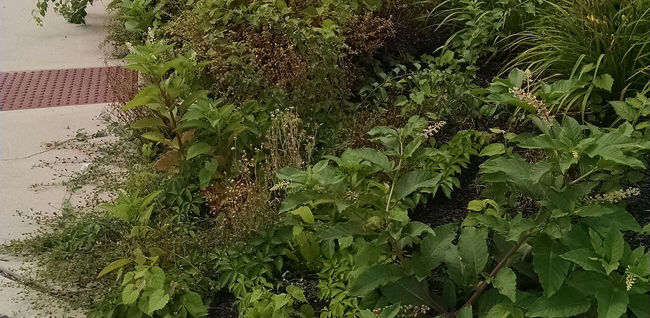 Weed Control