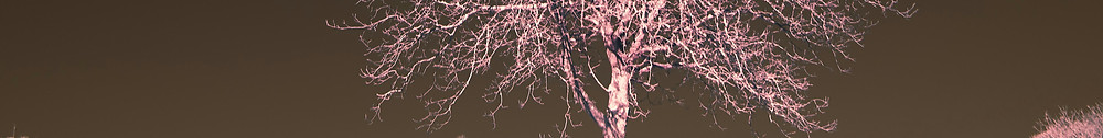 A lone tree stands in the middle of a sn