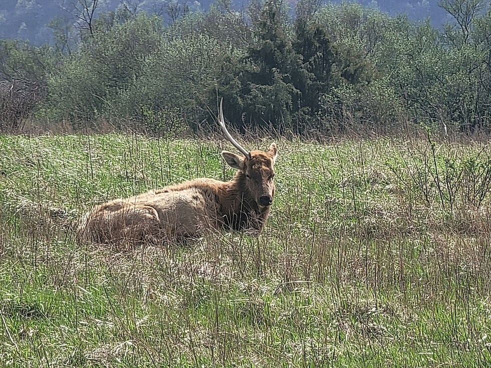 Elk on Caryville Flats