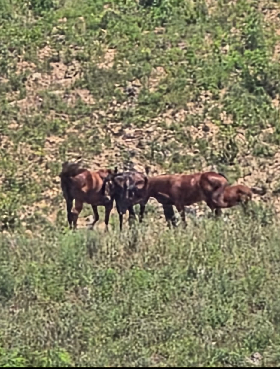 Wild Horses at the old Money Shot Tackett Creek Unit