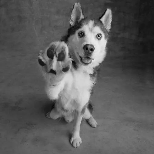 Winter Care For Your Dogs Feet