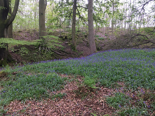 2021_05_12 (Bluebells, Bradley Wood, SK19714613, SD) (2).JPG