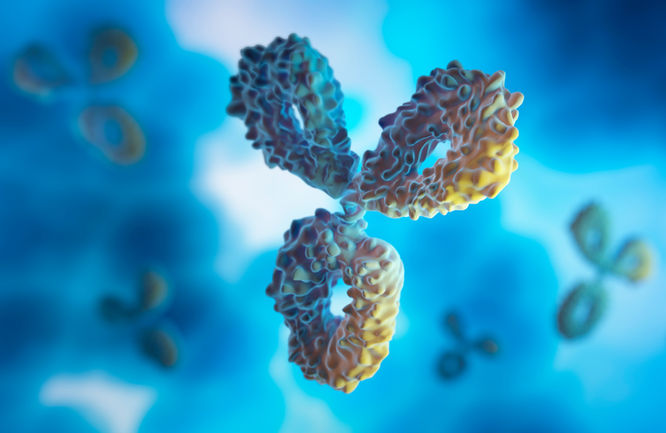 MONOCLONAL ANTIBODIES