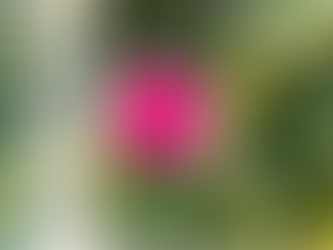 ２月のスケジュール＊*