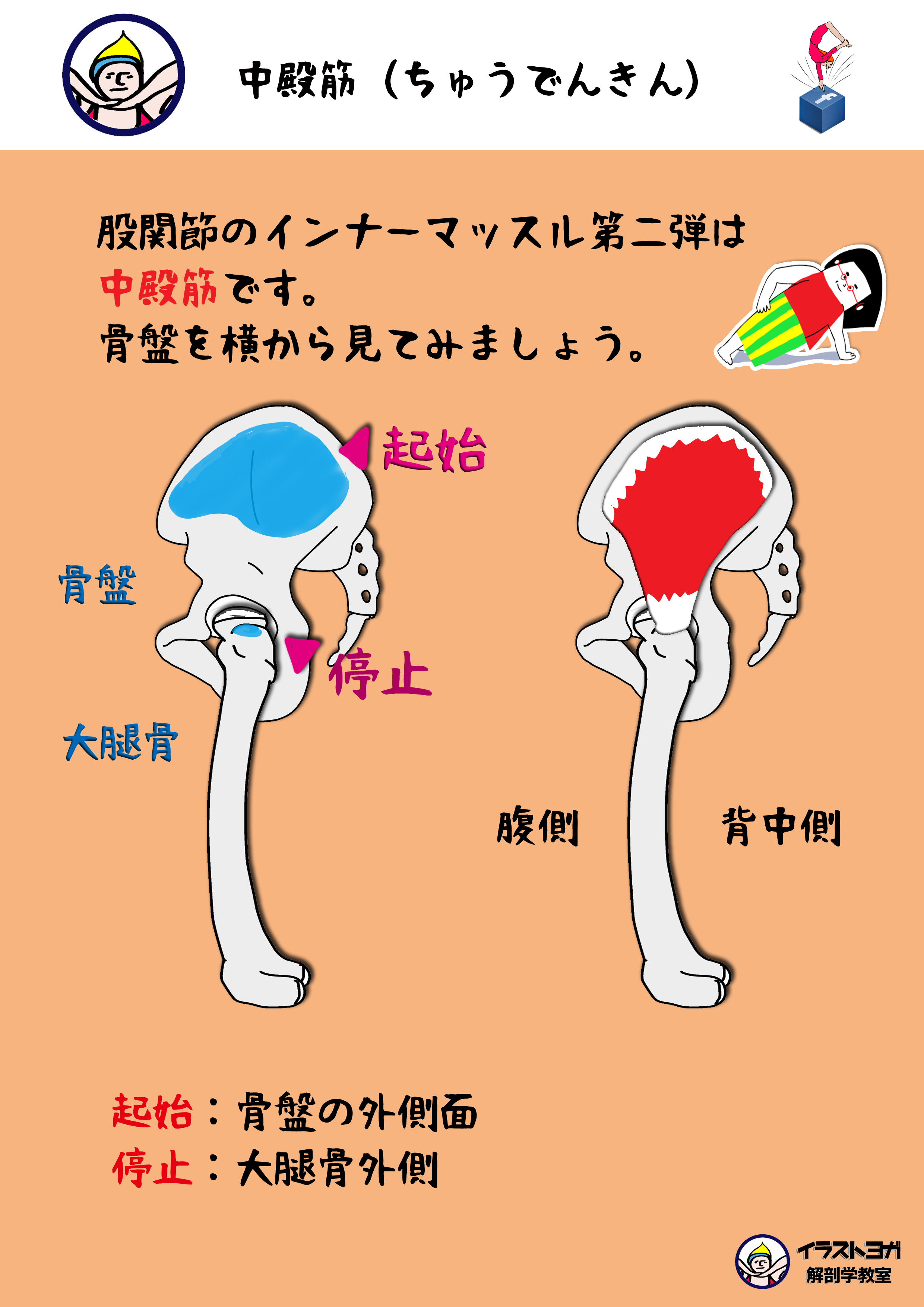 中殿筋 ちゅうでんきん の起始停止 中殿筋 ちゅうでんきん の起始停止