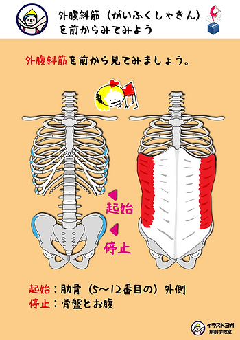 外腹斜筋の起始停止