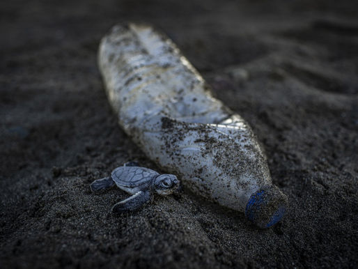 Sea turtles brave arduous journey from Turkey amid plastic pollution