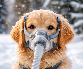 Aquilo que cativamos