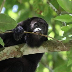 The Belize Zoo