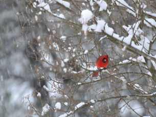 The Saturday Journal: a Saturday morning 