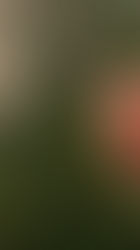 The Saturday Journal: Is this all true? Is it?