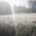 Morninng Dew in Aviel