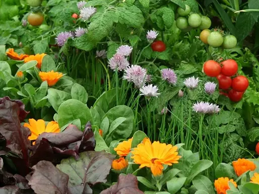 Flowers in a garden
