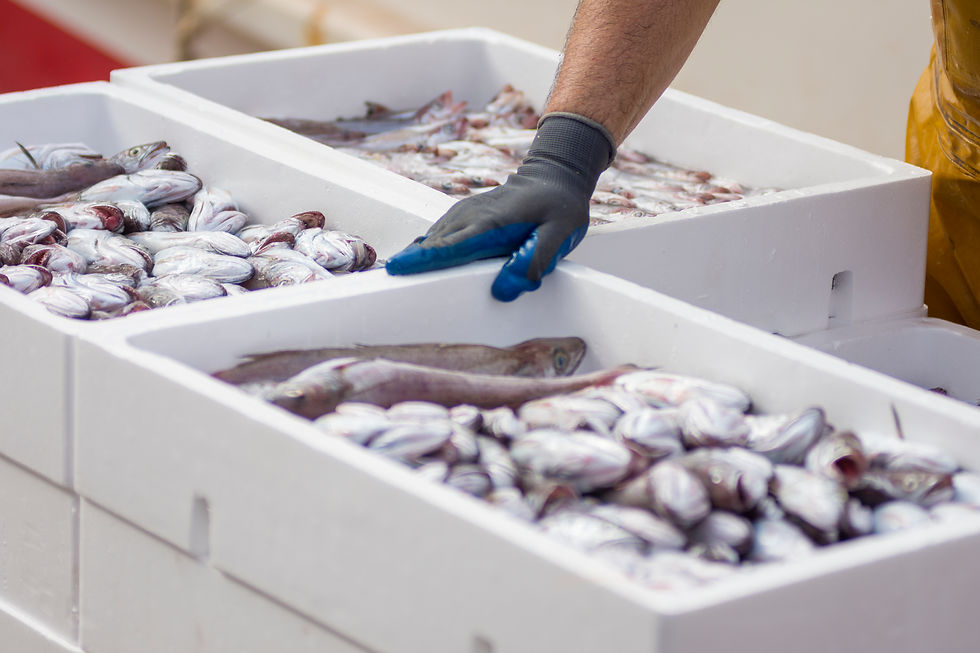 white-containers-with-catch-sea-fish-industrial-catch-fresh-fish-fish-auction.jpg
