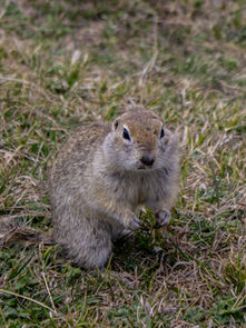 Gopher-Wrangling 101: Taming Those Tunneling Troublemakers with Style!