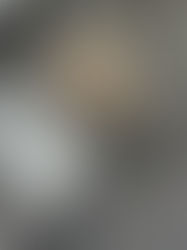 Understanding Groundhogs in City and Suburban Environments