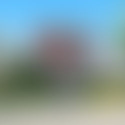 Understanding Why a Nuisance Animal Chose Your House for Its Nest or Den