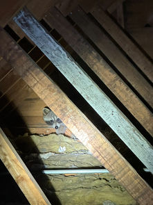 Why You Should Hire a Professional Nuisance Animal Company Instead of DIY Trapping