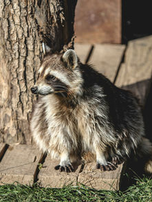 Top 5 Wildlife Issues in Monroe and Toledo: How to Prevent Nuisance Animals from Invading Your Home