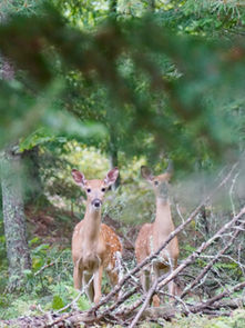 Deer Doing Damage, What To Do?