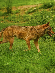 Coyote On My Property, What Do I Do?
