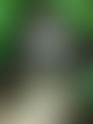 Can I Trap Animals Myself?