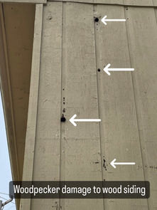 How Birds Sneak into Your Home and What You Can Do About It