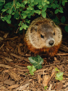 Groundhog Tearing Up Your Lawn? Tips On What To Do Next
