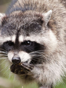 How did raccoons get into my attic?