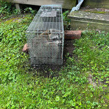 Effective Traps and Baits for Nuisance Animals: A Comprehensive Guide