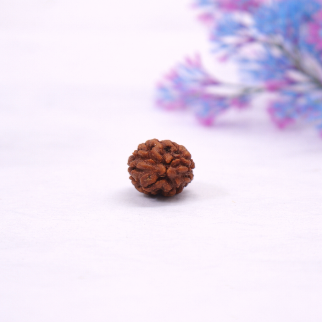 Certified 2 Mukhi Nepali Rudraksh for Relationship Harmony & Emotional Balance