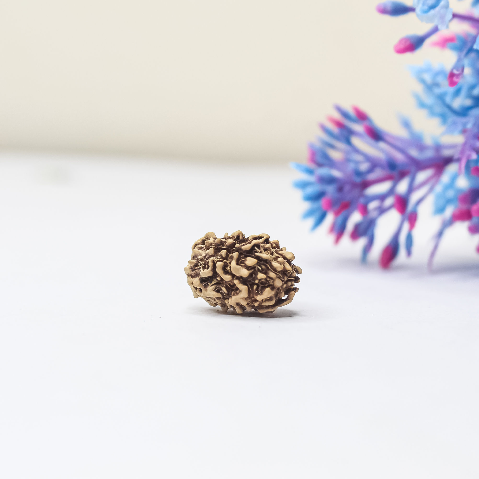 3 Mukhi Rudraksha (Lab-Certified) Burn Past Karmas & Inner Transformation