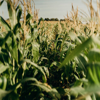 Corn field