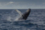 Whale in ocean
