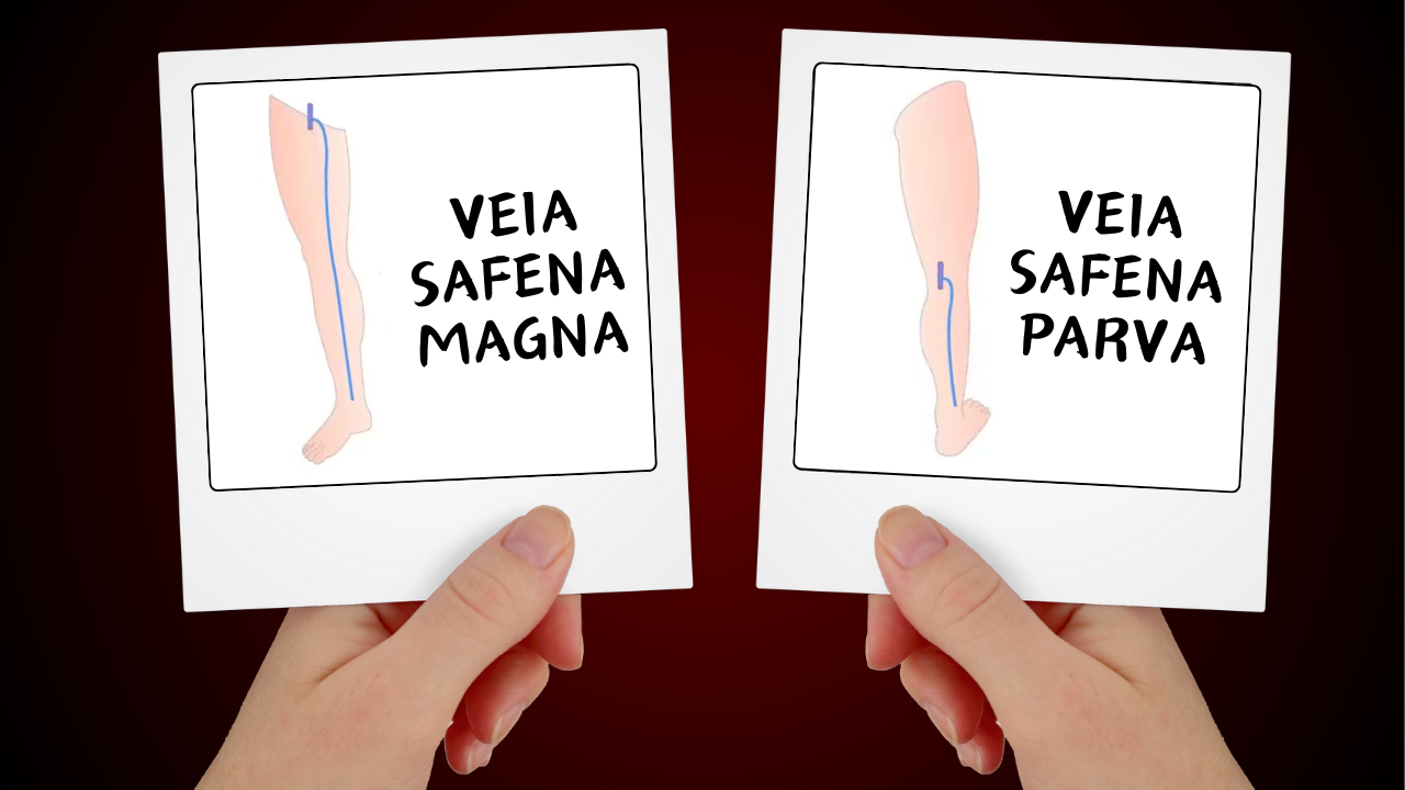 representação de veia safena magna e de veia safena parva anatomia