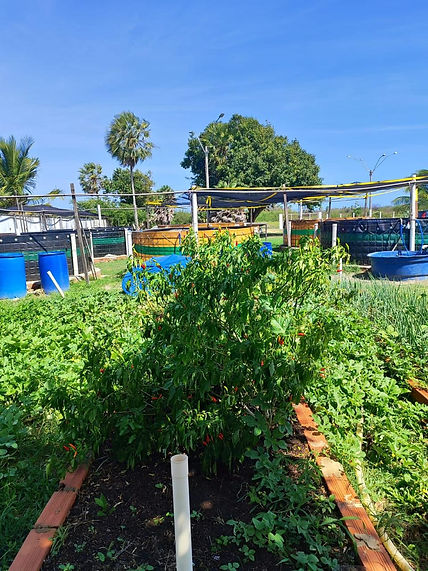 WhatsApp Image 2024-01-26 at 18.25.02(4).jpeg