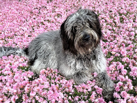 How to Spot Healthy Ingredients in Your Dog's Treats