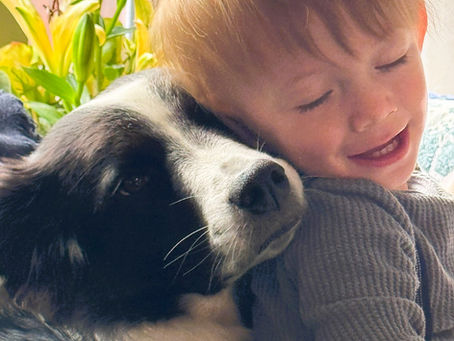 Simplifying Dog Treat Choices with Single Ingredient Options