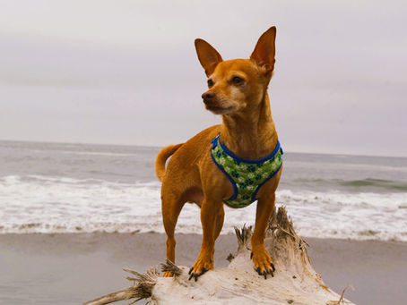 A healthy dog enjoying a day at the ocean