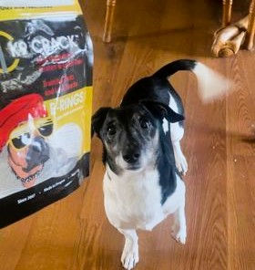 Dog loving his dehydrated treats